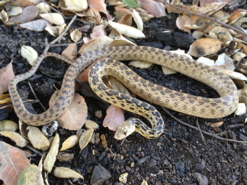 Golpher snake in Glendora foothills