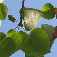 Fremont cottonwood, Populus fremontii