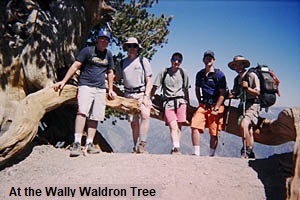 Wally Waldron Tree, Mt. Baden-Powell Trail