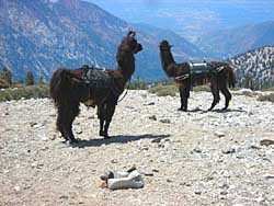 Llamas on the summit of Mt. Baldy