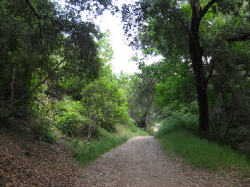 Oak-lined trail