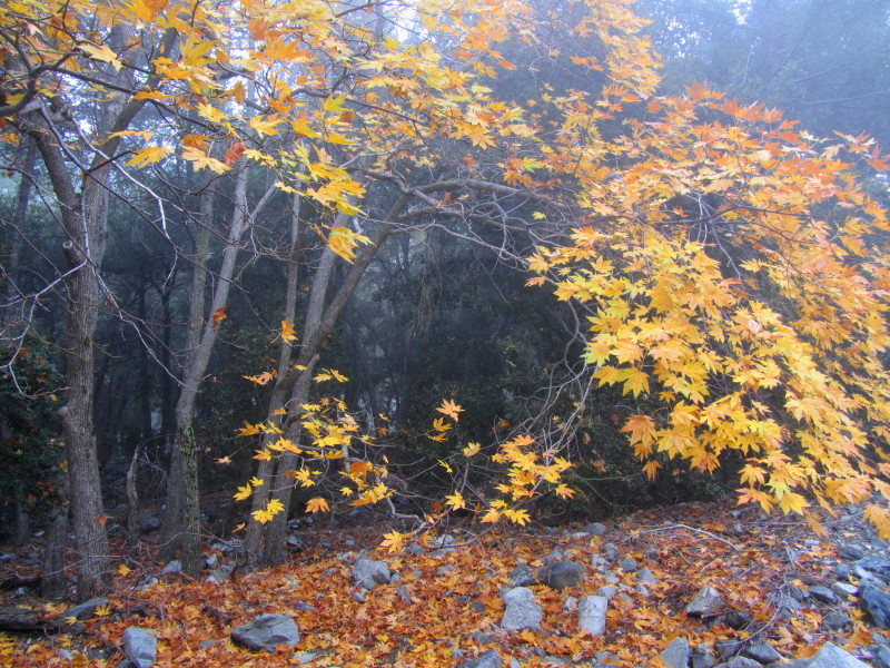 Fall on Gabrielino Trail West Fork San Gabriel River