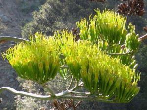 Agave in bloom on Fish Canyon Trail, Angeles National Forest, July 12, 2008