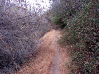 Van Tassel Ridge Trail