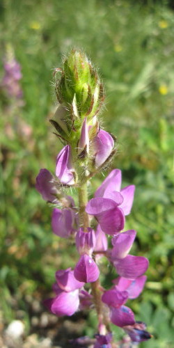 Lupine, Fish Canyon, March 8, 2008